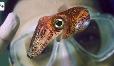 Dirk Brockmanns Buch „Survival of the Nettest“