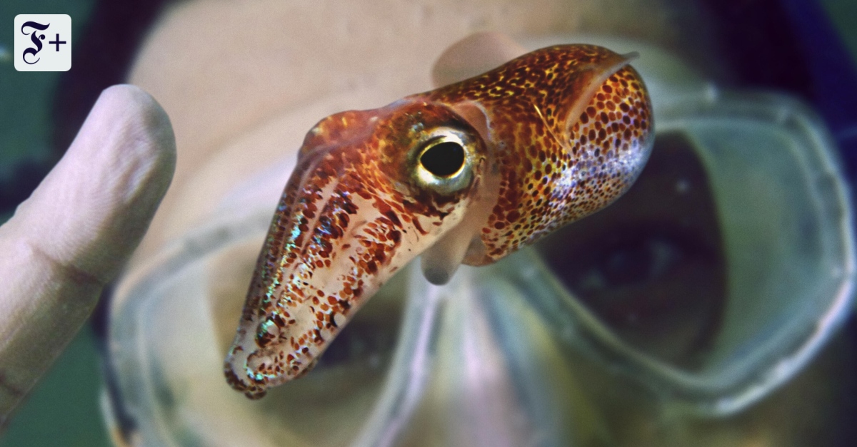 Dirk Brockmanns Buch „Survival of the Nettest“