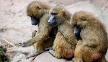 Tiergarten Nürnberg: Zwölf Paviane getötet - Aktivisten stürmen Zoo - Bayern
