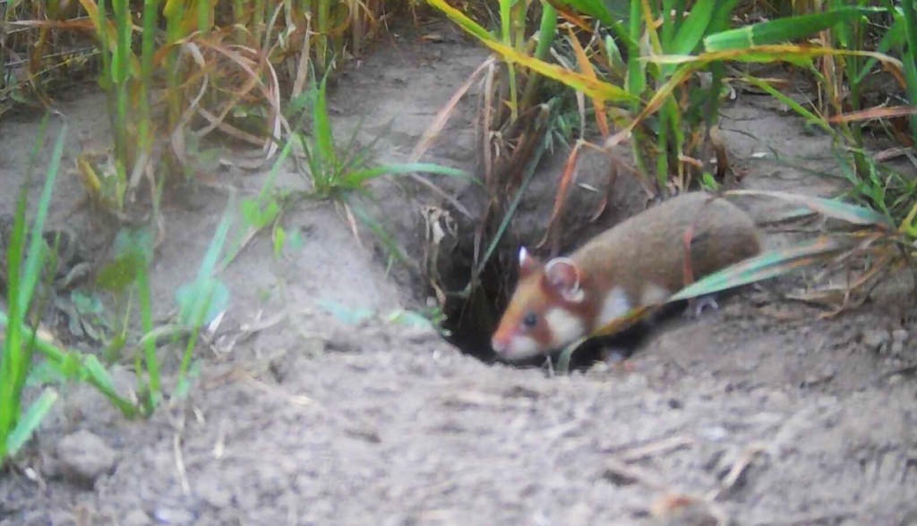 Zoo Leipzig Feldhamster Wildkamera