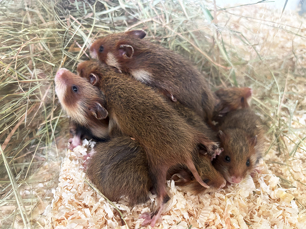 Zoo Leipzig Feldhamster Zuchtstation