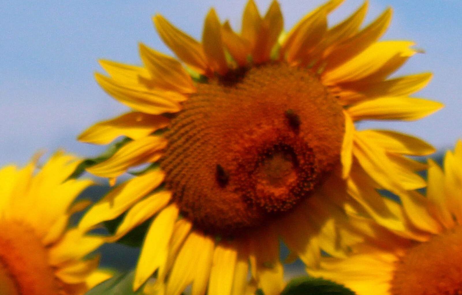 Blütentraum in Gelb – Gloria Fritz begeistert mit Sonnenblumenzauber aus der Rhön – Rhönkanal