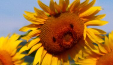 Blütentraum in Gelb – Gloria Fritz begeistert mit Sonnenblumenzauber aus der Rhön – Rhönkanal
