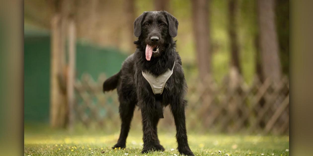Hündin Hummel sucht erneut neues Zuhause