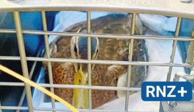 Nervengift tötete Enten und Schwäne: Tier-Sterben von Ilvesheim hätte wohl verhindert werden können - Mannheim und Metropolregion Rhein-Neckar - Nachrichten und Aktuelles