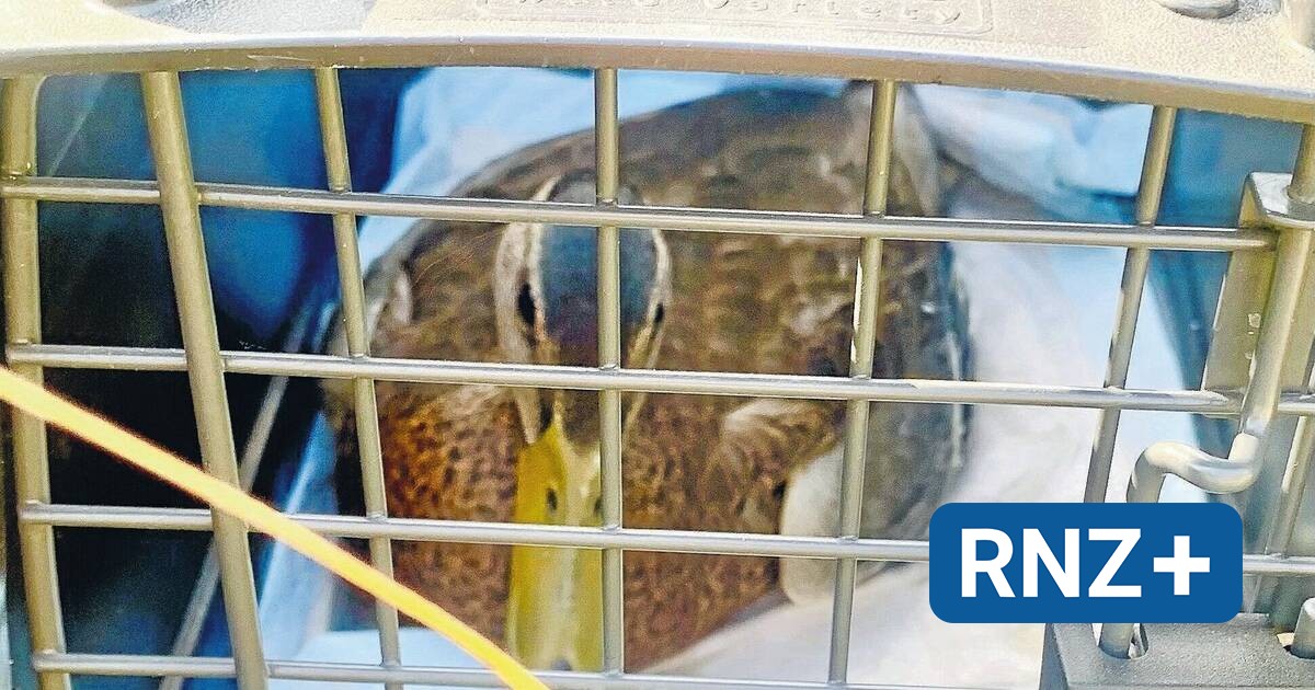 Nervengift tötete Enten und Schwäne: Tier-Sterben von Ilvesheim hätte wohl verhindert werden können - Mannheim und Metropolregion Rhein-Neckar - Nachrichten und Aktuelles