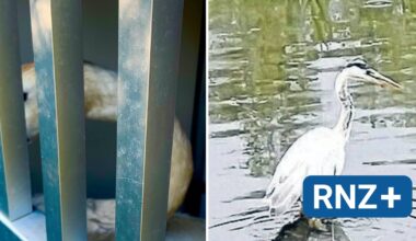 Verseuchtes Versickerungsbecken: Tote Schwäne und Enten – Naturschützer machen Druck - Mannheim und Metropolregion Rhein-Neckar - Nachrichten und Aktuelles