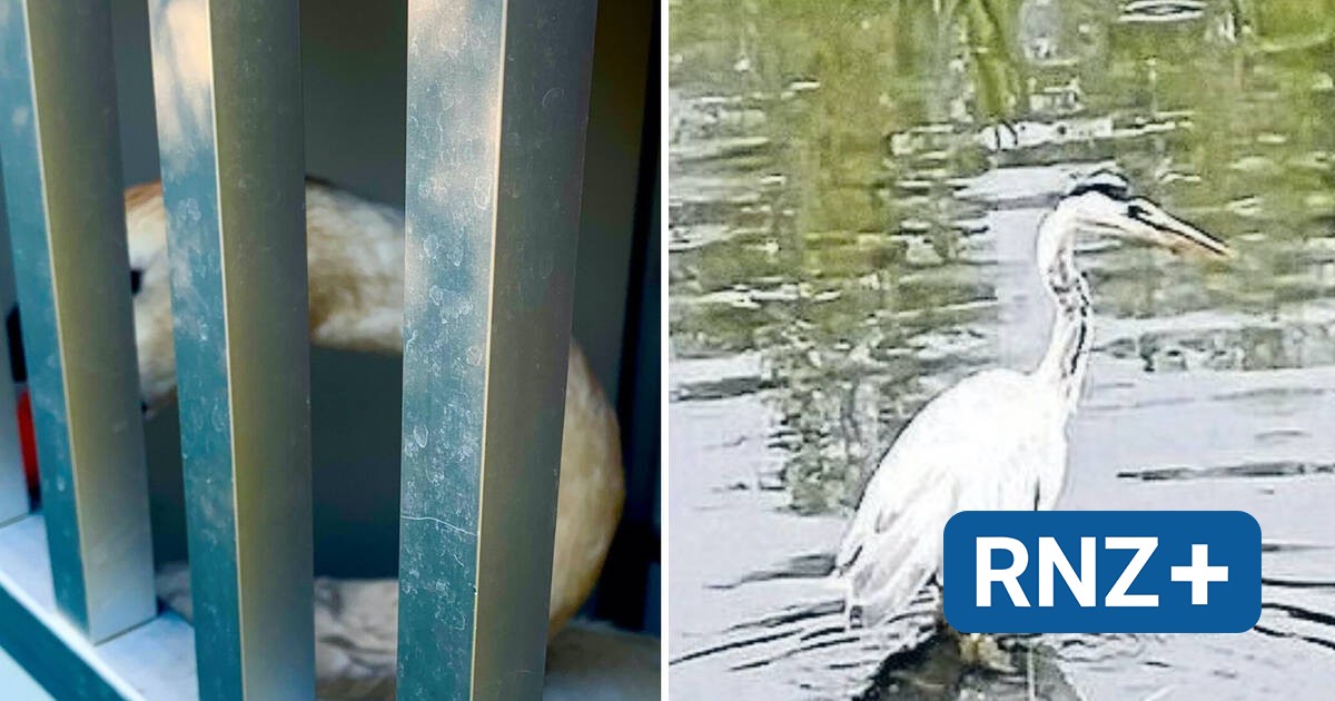 Verseuchtes Versickerungsbecken: Tote Schwäne und Enten – Naturschützer machen Druck - Mannheim und Metropolregion Rhein-Neckar - Nachrichten und Aktuelles