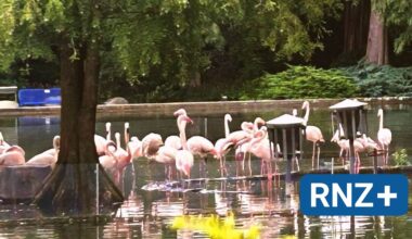 Mannheim: Die Heimkehr der zwei Flamingos - Mannheim und Metropolregion Rhein-Neckar - Nachrichten und Aktuelles