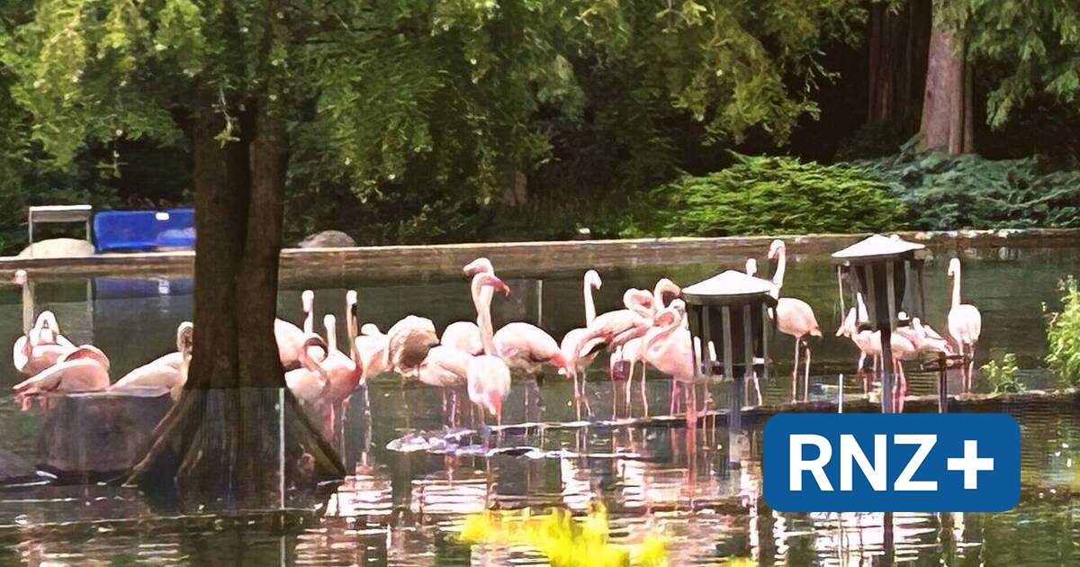 Mannheim: Die Heimkehr der zwei Flamingos - Mannheim und Metropolregion Rhein-Neckar - Nachrichten und Aktuelles