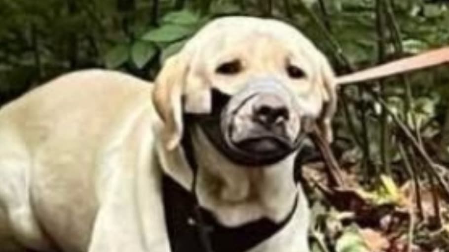 Tierquäler kleben Hund in Düsseldorf die Schnauze mit Panzerband zu | Regional