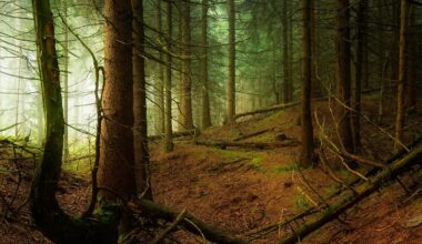 "Wenn sie lügt": Das dunkle Geheimnis von Waldesroda