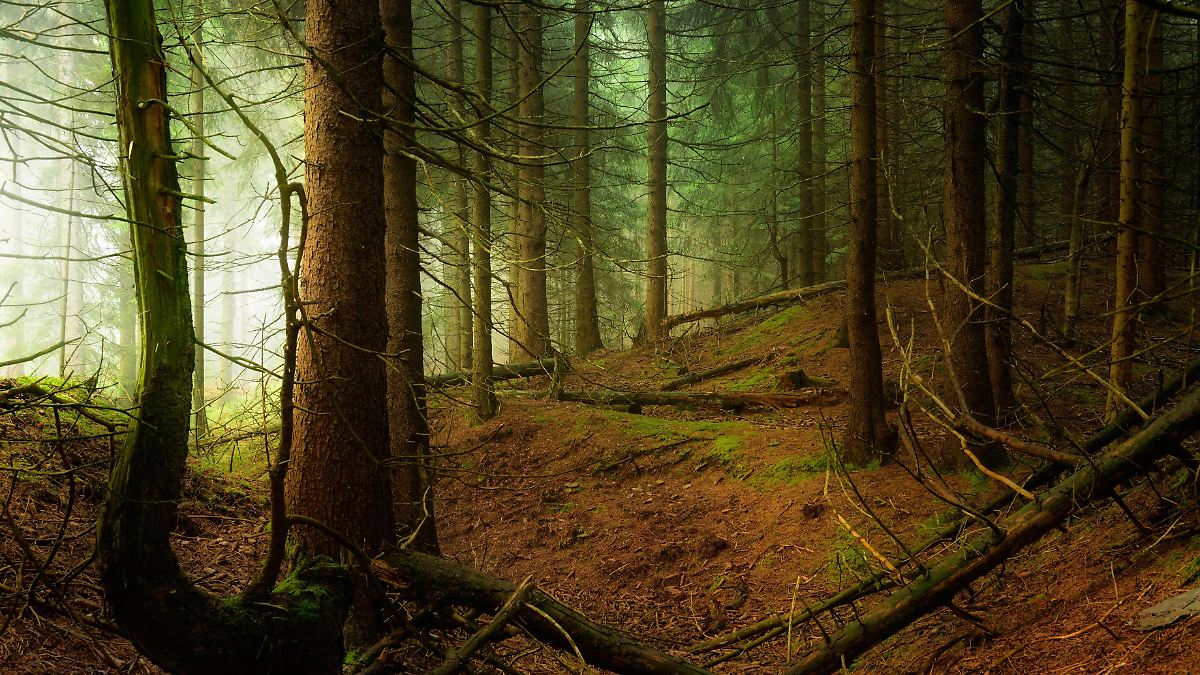"Wenn sie lügt": Das dunkle Geheimnis von Waldesroda