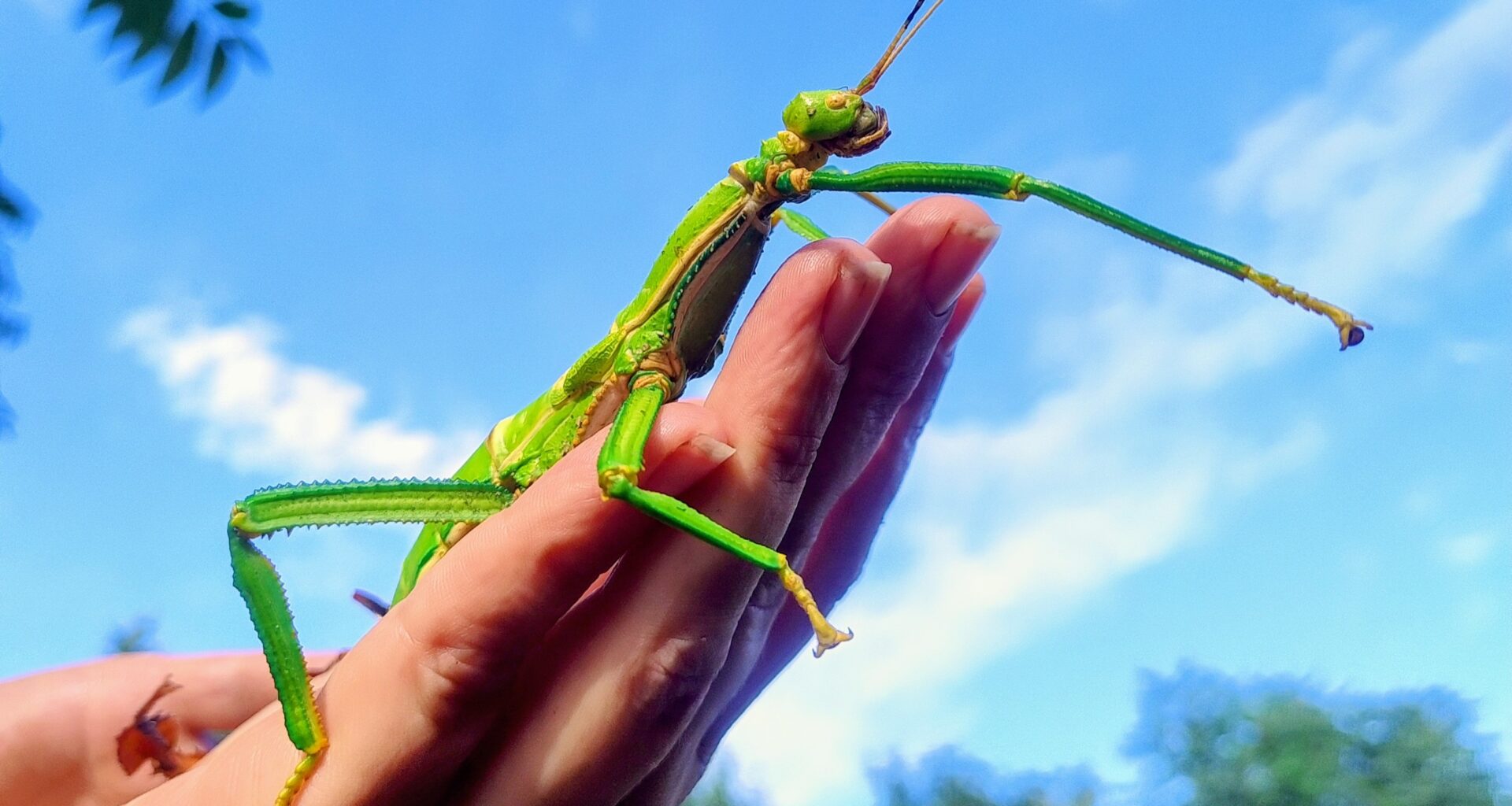 Das große Krabbeln mit den „Winzigen Giganten“- Entdeckertage für kleine und große Insektenfans im Zoo Leipzig · Leipziger Zeitung