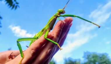 Das große Krabbeln mit den „Winzigen Giganten“- Entdeckertage für kleine und große Insektenfans im Zoo Leipzig · Leipziger Zeitung