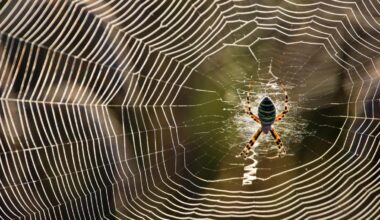 Spinne: Wespenspinne in Deutschland: Wie gefährlich ist sie?