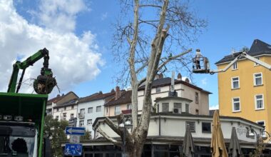 Bäume in Frankfurt mit Glyphosat vergiftet: Was den Tätern jetzt droht | Regional