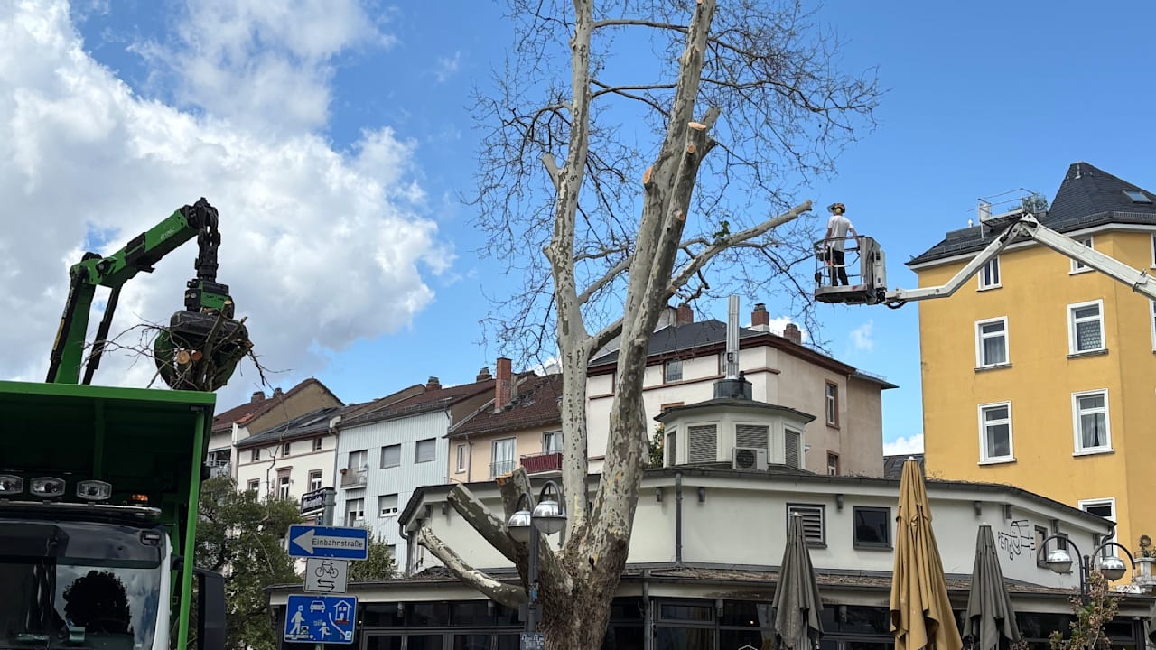 Bäume in Frankfurt mit Glyphosat vergiftet: Was den Tätern jetzt droht | Regional