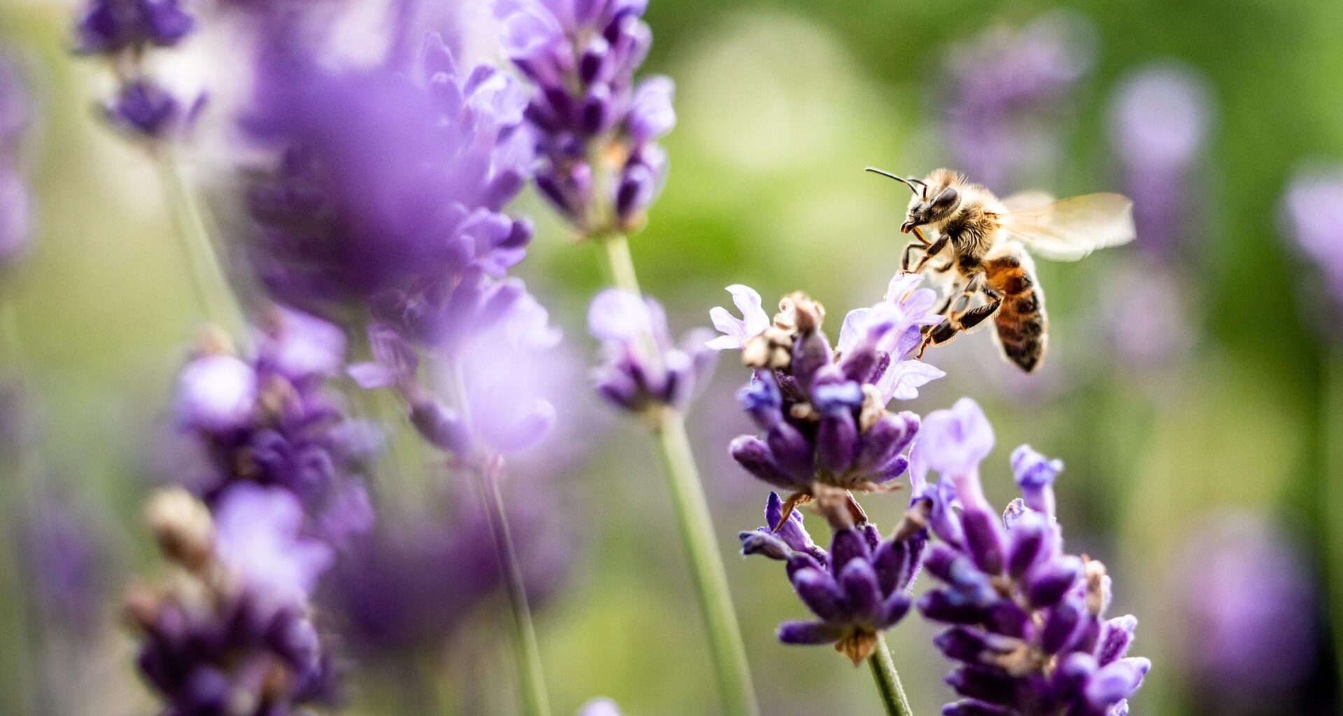 Eine Biene sucht Lavendelblüten nach Nektar ab
