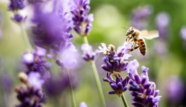 Eine Biene sucht Lavendelblüten nach Nektar ab