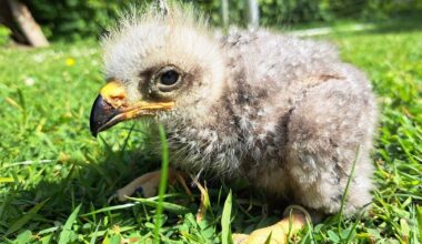 Seltene Art: Tierpark Olderdissen freut sich über Nachwuchs | Nachrichten aus Ostwestfalen-Lippe