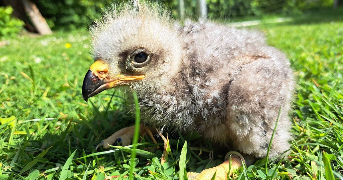 Seltene Art: Tierpark Olderdissen freut sich über Nachwuchs | Nachrichten aus Ostwestfalen-Lippe