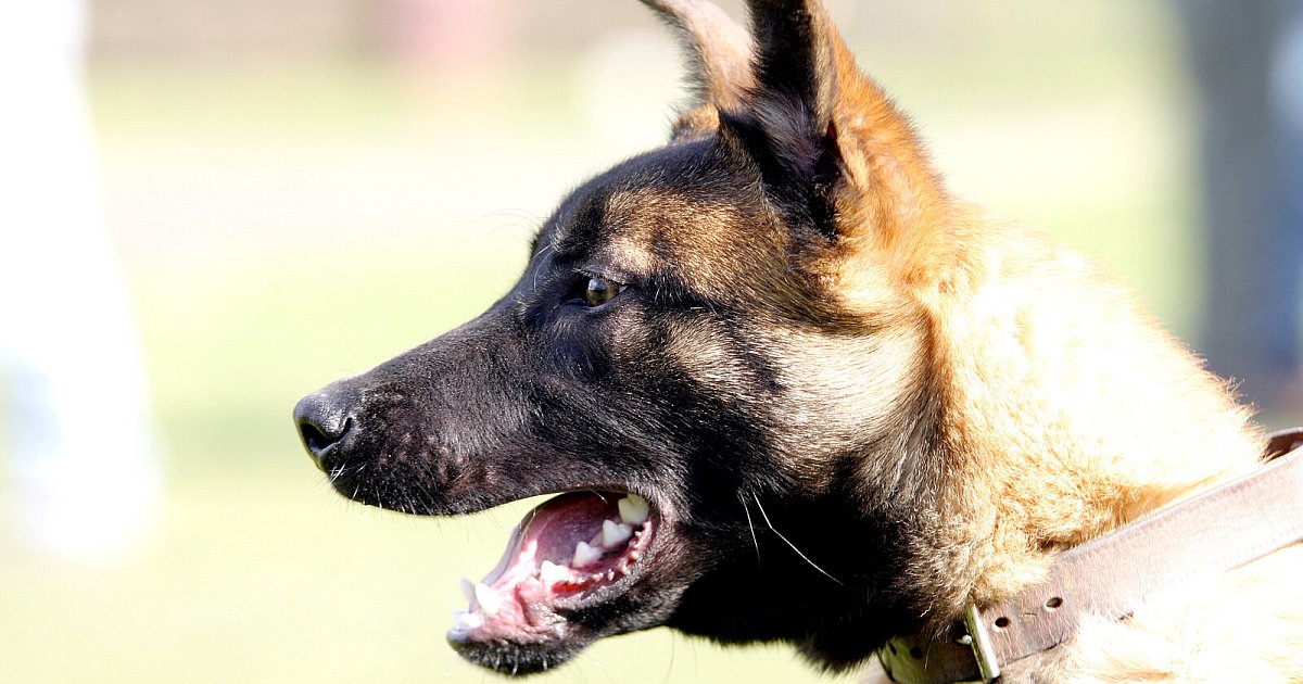 Panische Angst vor Tierarztbesuch: Hund flieht kreuz und quer durch Bielefeld | Nachrichten aus Ostwestfalen-Lippe