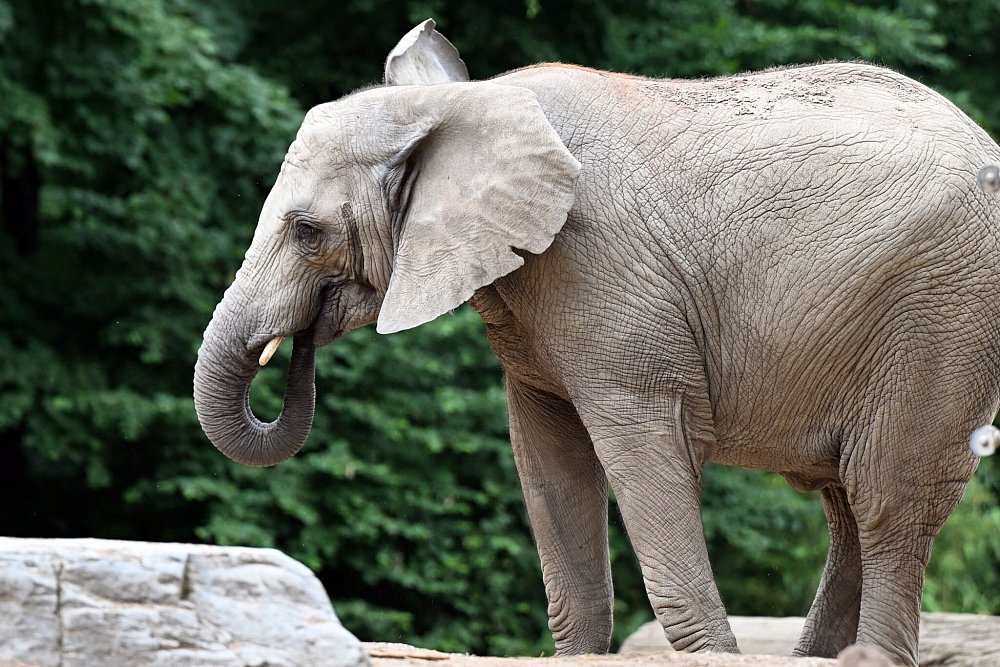 Den Namen Tuffi trägt im Wuppertaler Zoo eine junge Elefanten-Dame. - © Federico Gambarini/dpa