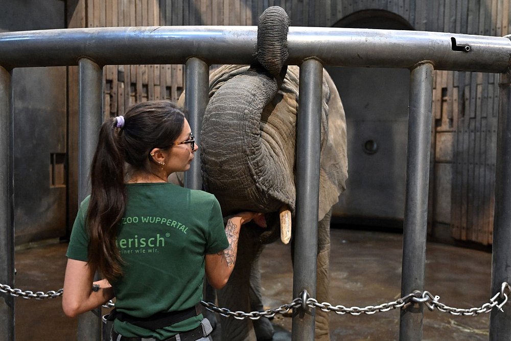 Eine junge Elefantin im Teenager-Alter im Wuppertaler Zoo trägt den Namen Tuffi. - © Federico Gambarini/dpa
