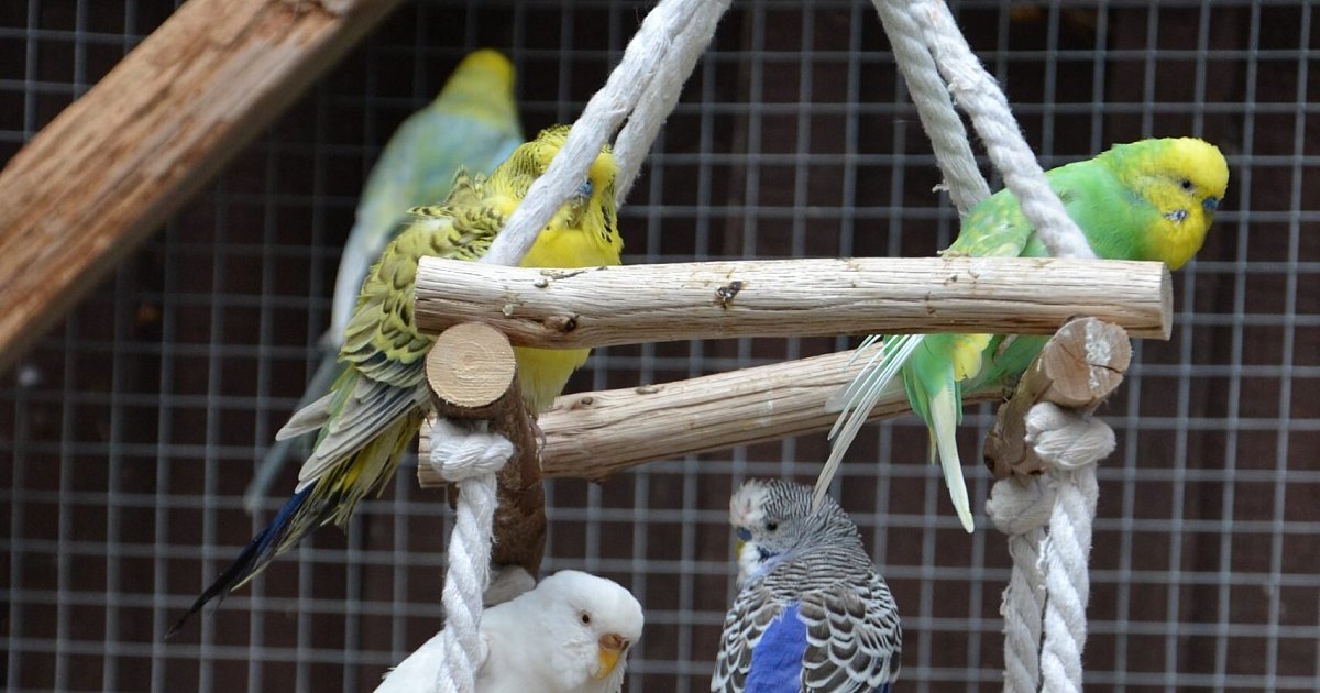 Wellensittiche lassen sich von unheilbarer Krankheit nicht entmutigen: Wer gibt ihnen ein Zuhause? | Minden: Aktuelle News & Nachrichten