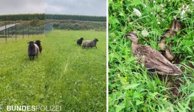 Bundespolizeidirektion München: Tierische Einsätze der Bundespolizei