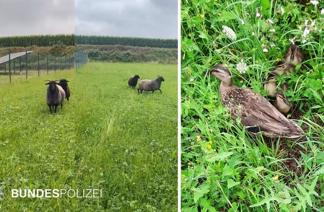 Bundespolizeidirektion München: Tierische Einsätze der Bundespolizei