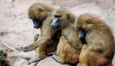 NRW-Zoos: Pavian-Tötung in Nürnberg nachvollziehbar | Haller Kreisblatt