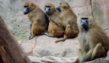 Nürnberg - Geplante Affen-Tötungen: Tierschützer ketten sich im Zoo an - Bayern