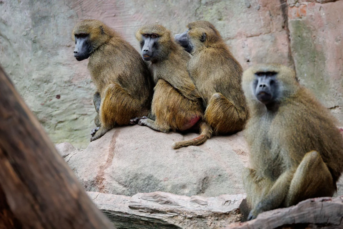 Nürnberg - Geplante Affen-Tötungen: Tierschützer ketten sich im Zoo an - Bayern