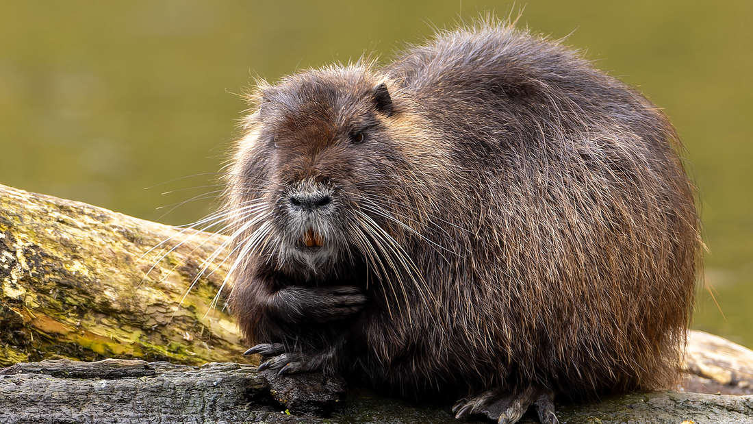 Eine Biberratte sitzt an einem Fluss.