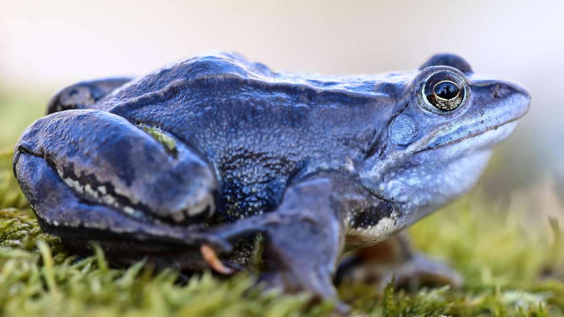 Ein blauer Moorfrosch sitzt auf moosgrünem Untergrund.