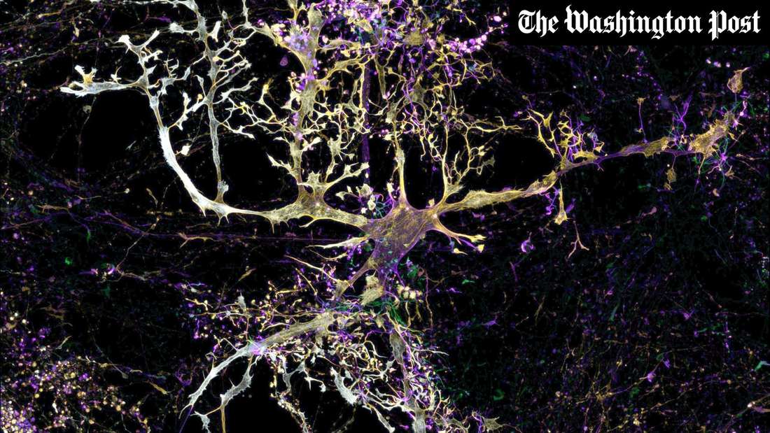 Astrozyten sind sternförmige Zellen, die mit den Neuronen im Gehirn interagieren.