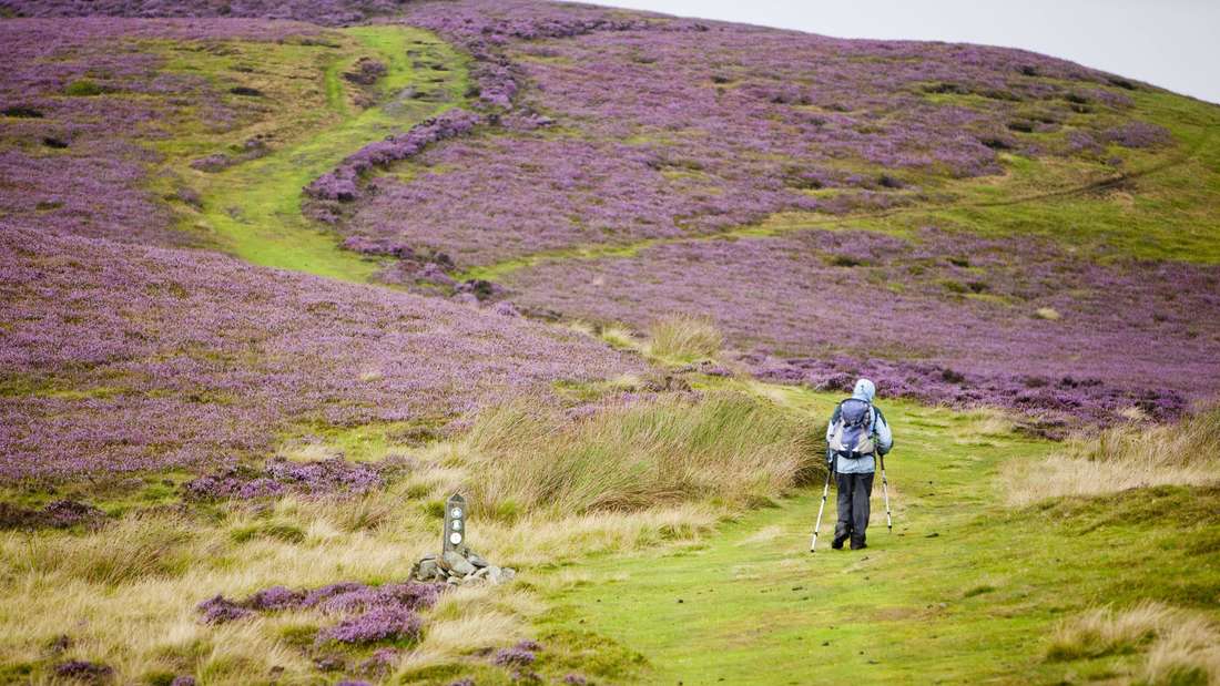Ein Mensch wandert auf dem Offas Dyke Path in einer Heidelandschaft zwischen Wales und England.
