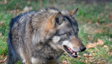 LfU bestätigt Wolfsnachwuchs in Bayern