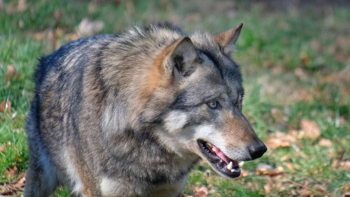 LfU bestätigt Wolfsnachwuchs in Bayern