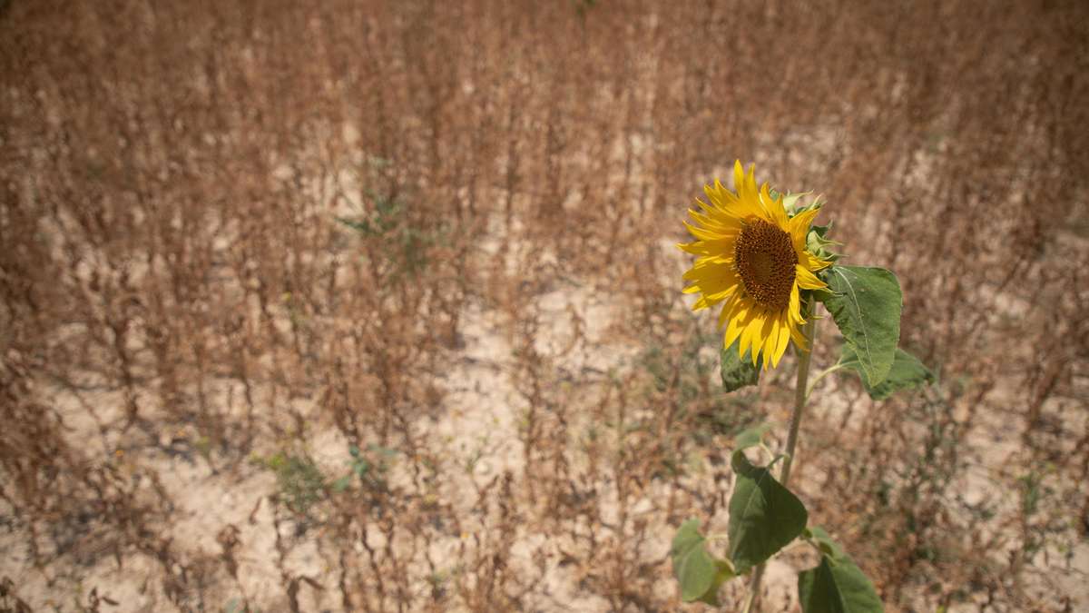„Wir brauchen Landschaften wie Schwämme“