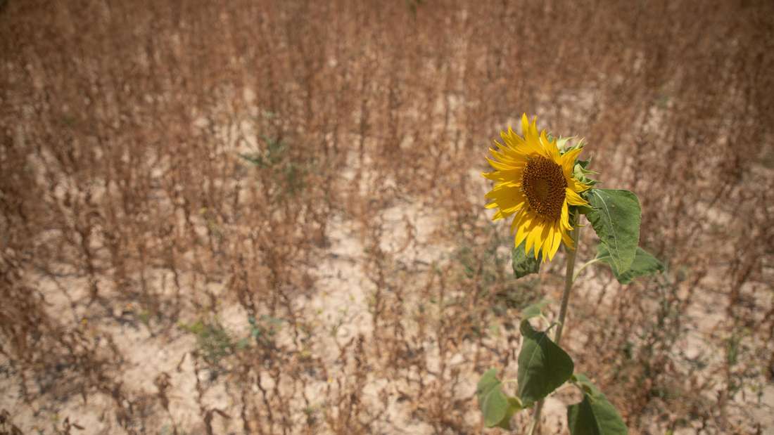 ARCHIV - 22.06.2025, Spanien, Ariany: Eine Sonnenblume auf einem Feld in der Nähe des Dorfes Ariany auf Mallorca. (zu dpa: „Dürre-Bericht sieht fortschreitende globale Katastrophe“) Foto: Clara Margais/dpa +++ dpa-Bildfunk +++