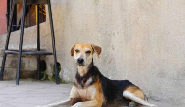 Leon de Winters „Stadt der Hunde“