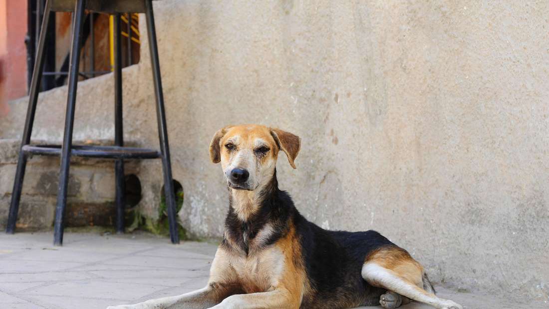 Ein Hund liegt auf dem Asphalt, den Kopf aufmerksam erhoben.