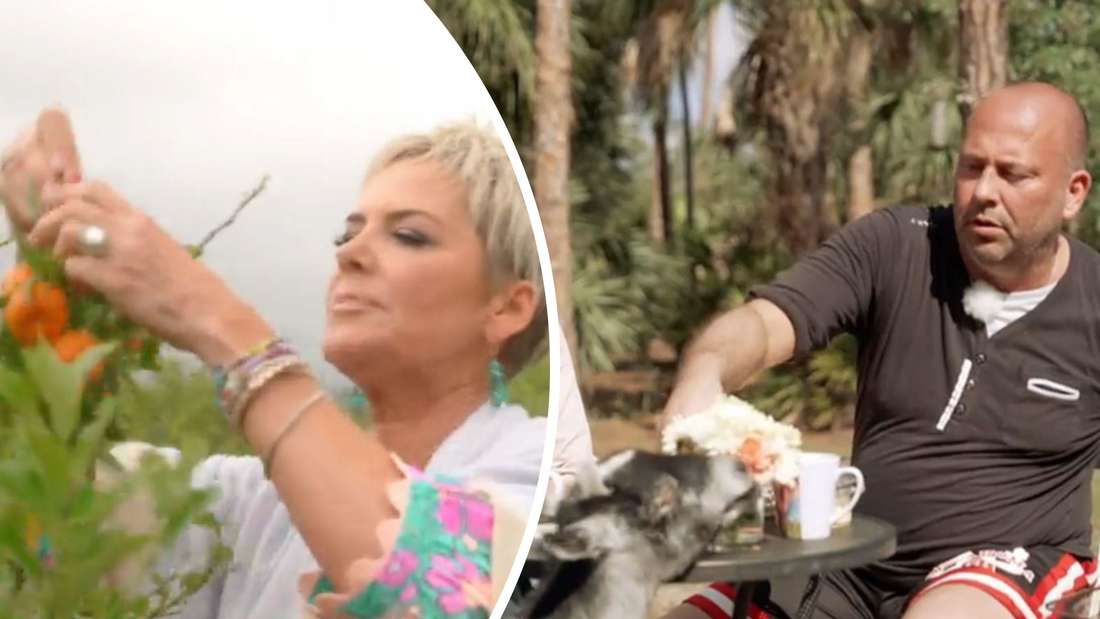 links drapiert „Bauer sucht Frau International“-Moderatorin Obst-Deko auf einen Mandarinenbaum; rechts macht sich eine Ziege über eine Blumen-Dekoration her
