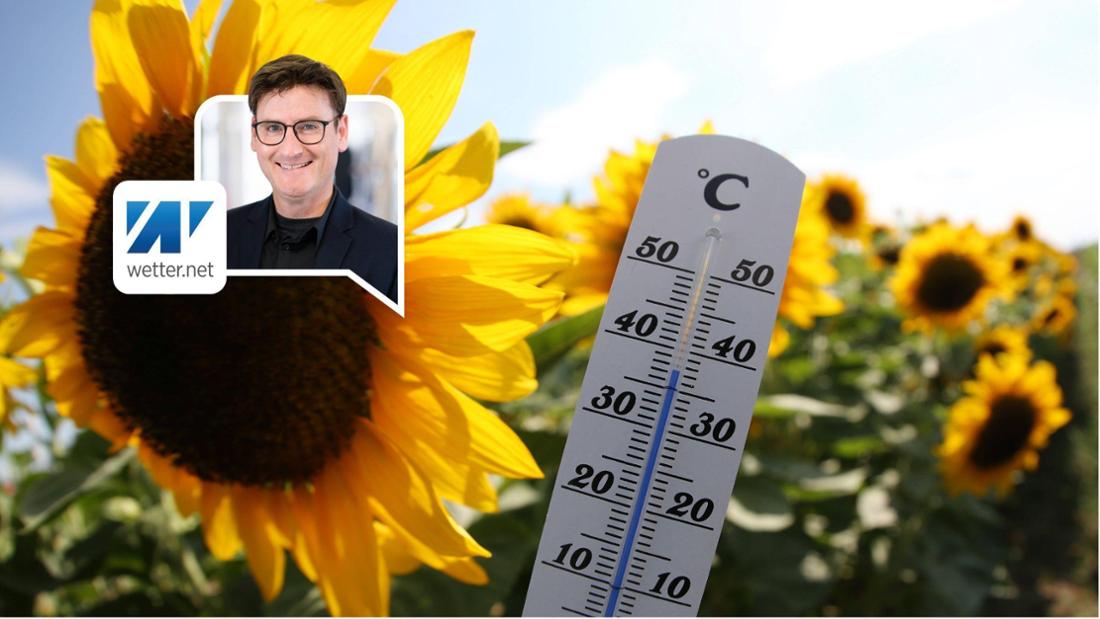 Sonnenblume mit einem Thermometer. Es ist heiß. 