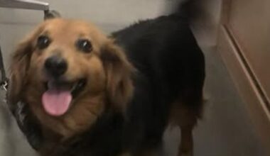 Feuerwehr Wiesbaden rettet herrenlosen Hund
