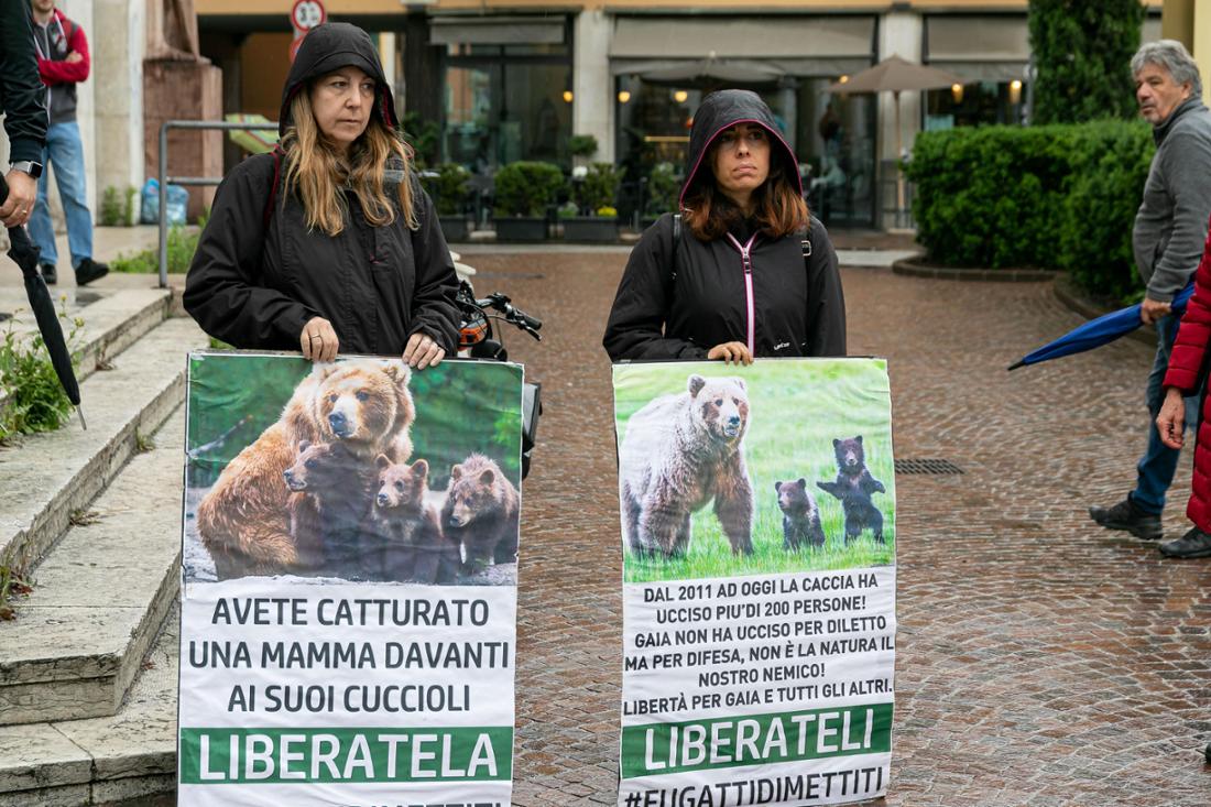„Freiheit für Gaia“ forderten Tierschützer in Italien.