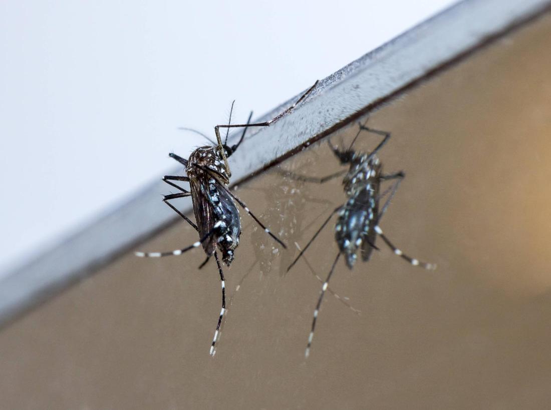 Eine Tigermücke sitzt auf einem Fenster.